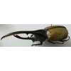 Dynastes hercules (Linnaeus, 1758) Ecuador 127mm47